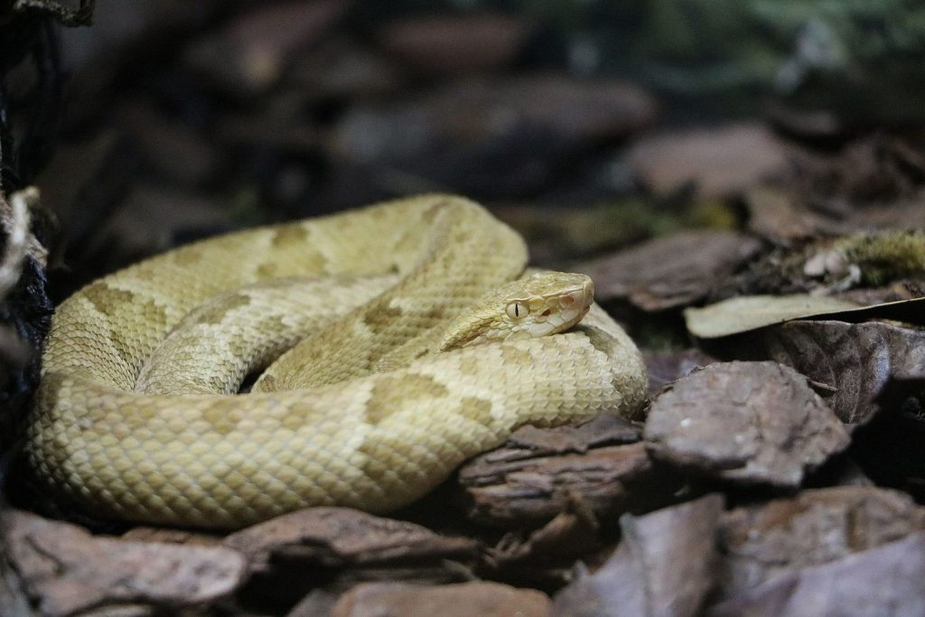 golden lancehead viper