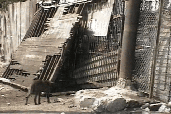 A junkyard dog roaming the God's word house of worship.