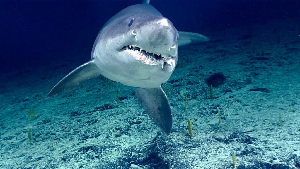 Tiger Shark
