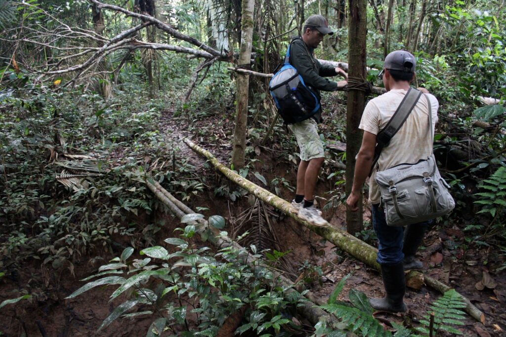 Amazon Jungle
