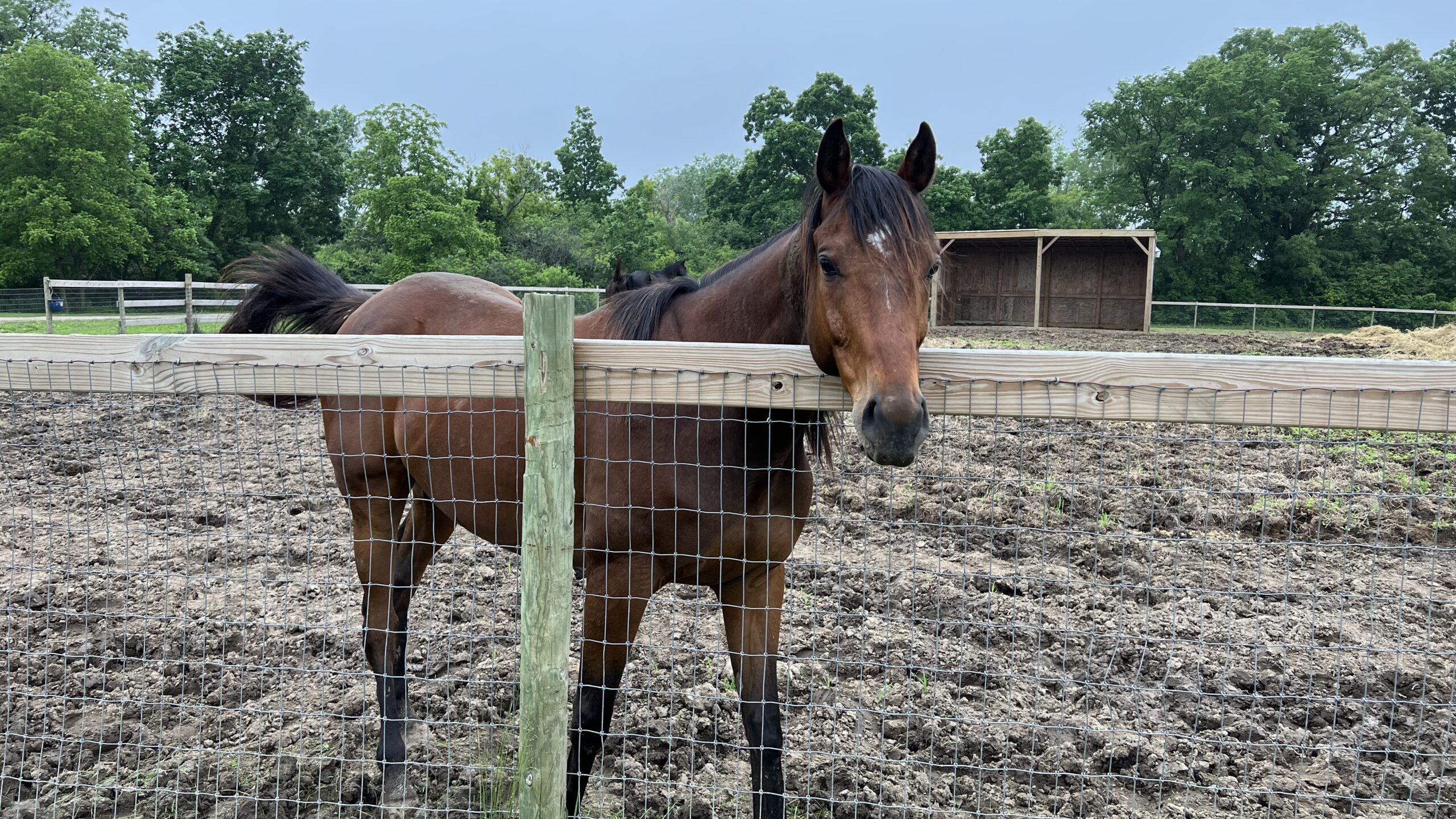 Pat Beauvais horse on farm